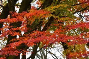 奈良県御杖村 丸山公園 紅葉